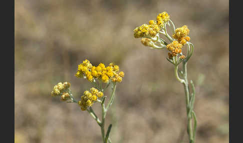 Sand-Strohblume (Helichrysum arenarium)