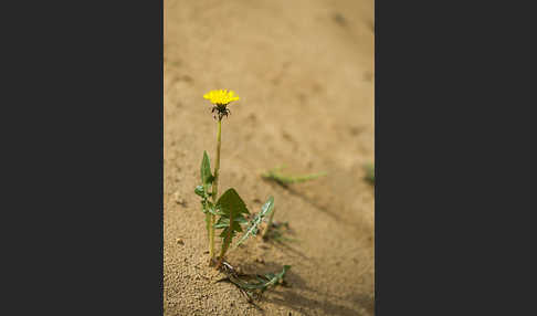 Gemeiner Löwenzahn (Taraxacum officinale agg.)