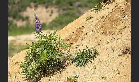 Stauden-Lupine (Lupinus polyphyllus)