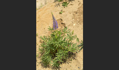 Stauden-Lupine (Lupinus polyphyllus)