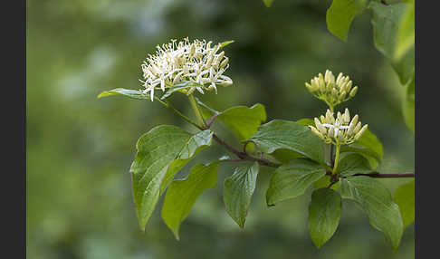 Roter Hartriegel (Cornus sanguinea)