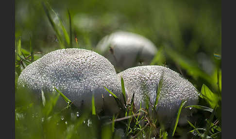 Wiesenchampignon (Agaricus campestris)