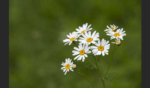 Straußblütige Wucherblume (Tanacetum corymbosum)