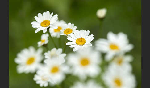 Straußblütige Wucherblume (Tanacetum corymbosum)