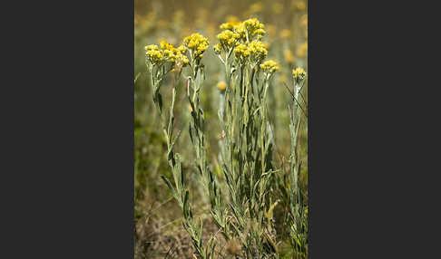 Sand-Strohblume (Helichrysum arenarium)