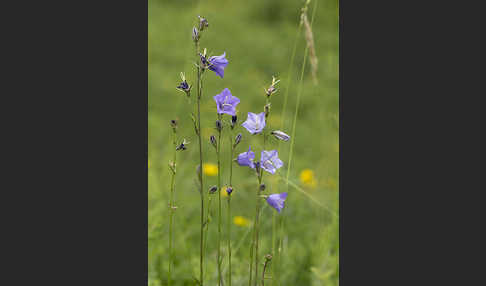 Pfirsichblättrige Glockenblume (Campanula persicifolia)