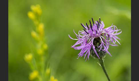 Skabiosen-Flockenblume (Centaurea scabiosa)