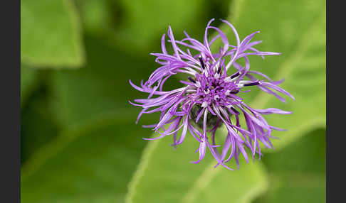 Skabiosen-Flockenblume (Centaurea scabiosa)