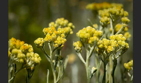 Sand-Strohblume (Helichrysum arenarium)