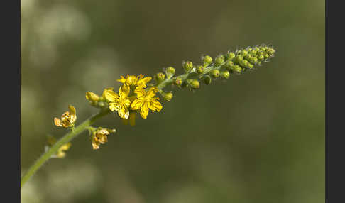 Kleiner Odermennig (Agrimonia eupatoria)