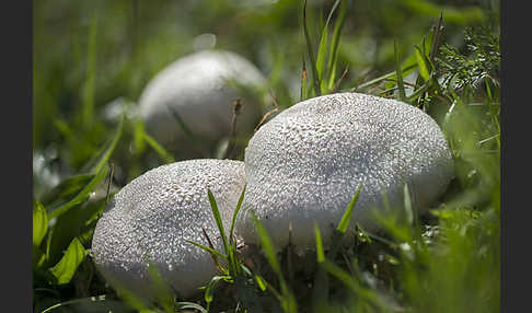 Wiesenchampignon (Agaricus campestris)