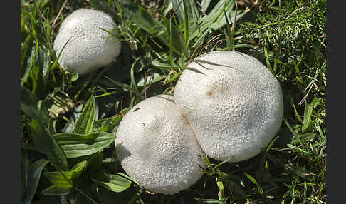 Wiesenchampignon (Agaricus campestris)