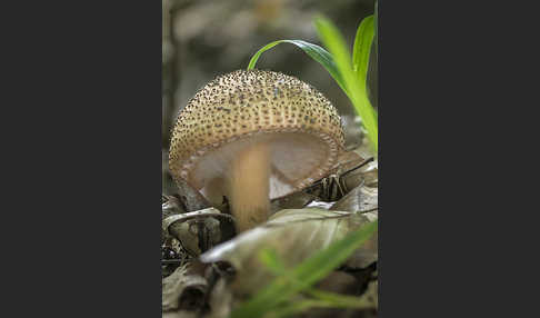 Spitzschuppiger Stachel-Schirmling (Echinoderma asperum)