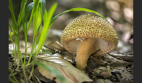 Spitzschuppiger Stachel-Schirmling (Echinoderma asperum)