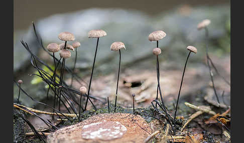 Rosshaar-Blasssporrübling (Marasmius androsaceus)