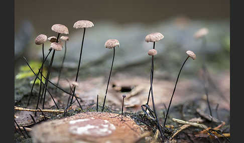 Rosshaar-Blasssporrübling (Marasmius androsaceus)