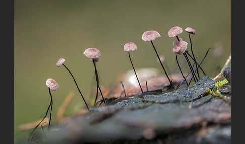 Rosshaar-Blasssporrübling (Marasmius androsaceus)