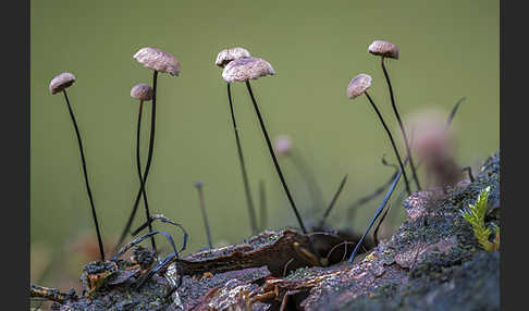 Rosshaar-Blasssporrübling (Marasmius androsaceus)