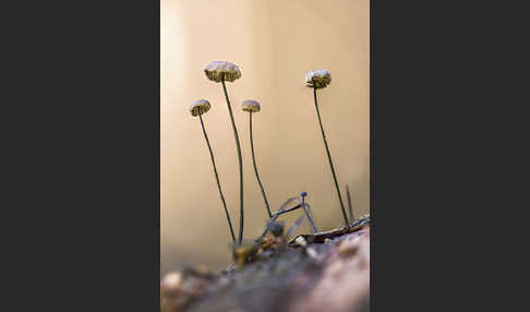 Rosshaar-Blasssporrübling (Marasmius androsaceus)