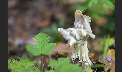 Herbstlorchel (Helvella crispa)