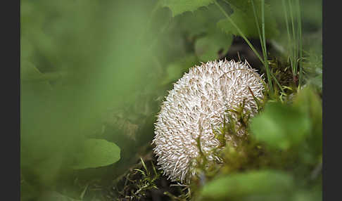 Igelstäubling (Lycoperdon echinatum)