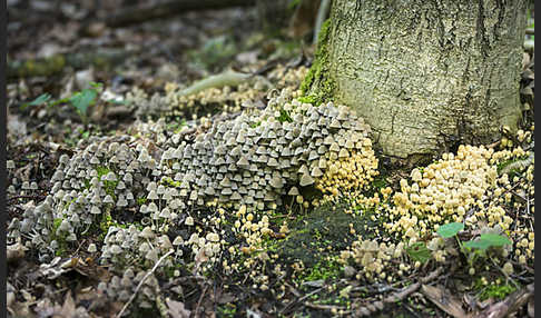 Gesäter Tintling (Coprinellus disseminatus)