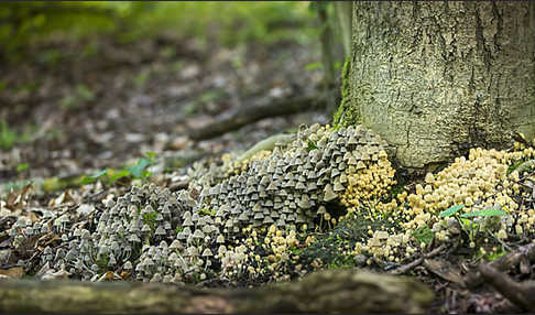 Gesäter Tintling (Coprinellus disseminatus)