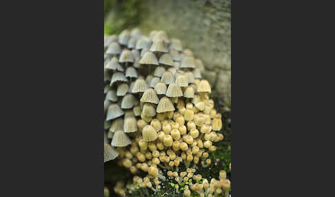 Gesäter Tintling (Coprinellus disseminatus)