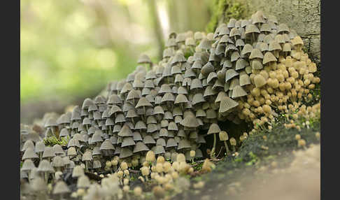 Gesäter Tintling (Coprinellus disseminatus)