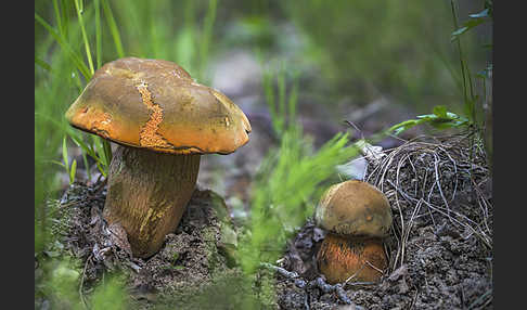 Netzstielige Hexen-Röhrling (Suillellus luridus)