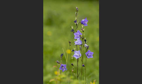 Pfirsichblättrige Glockenblume (Campanula persicifolia)