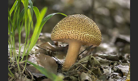 Spitzschuppiger Stachel-Schirmling (Echinoderma asperum)