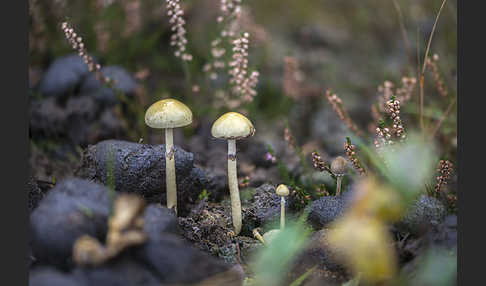 Mistliebender Kahlkopf (Psilocybe coprophila)