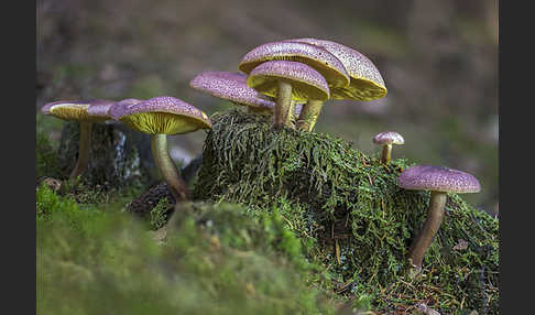 Rötlicher Holzritterling (Tricholomopsis rutilans)