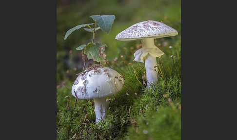 Gelber Knollenblätterpilz (Amanita citrina)