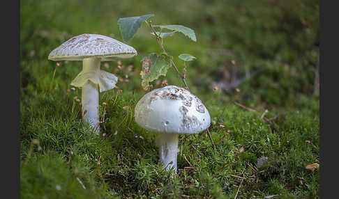 Gelber Knollenblätterpilz (Amanita citrina)