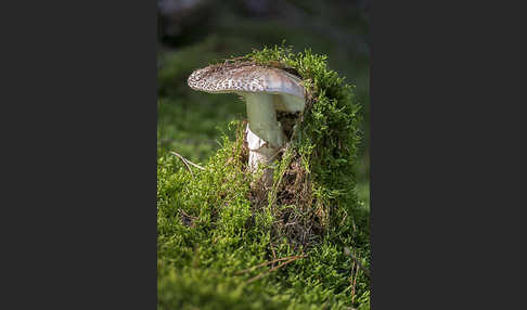 Perlpilz (Amanita rubescens)