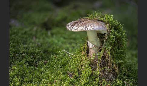 Perlpilz (Amanita rubescens)