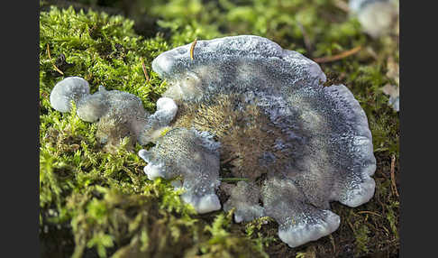 Blauender Saftporling (Postia caesia)