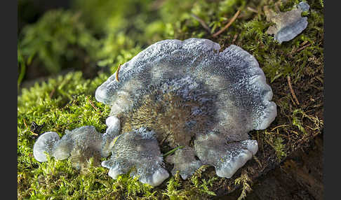 Blauender Saftporling (Postia caesia)