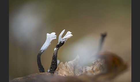 Geweihförmige Holzkeule (Xylaria hypoxylon)