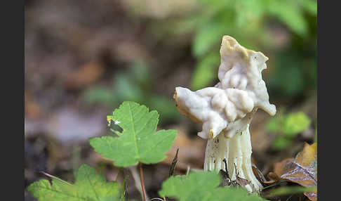 Herbstlorchel (Helvella crispa)