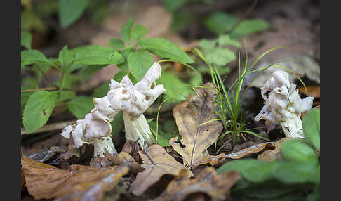 Herbstlorchel (Helvella crispa)