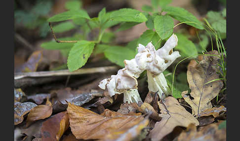 Herbstlorchel (Helvella crispa)