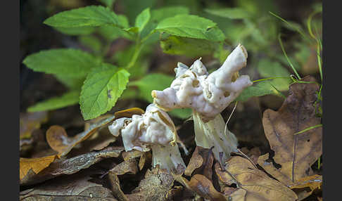 Herbstlorchel (Helvella crispa)