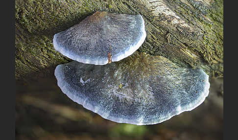 Blauender Saftporling (Postia caesia)