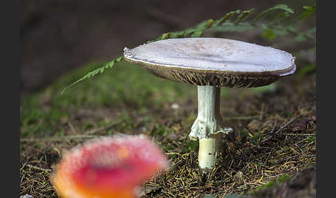 Dünnfleischiger Anischampignon (Agaricus silvicola)