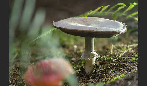 Dünnfleischiger Anischampignon (Agaricus silvicola)