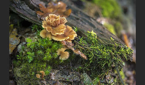 Zweifarbiger Lacktrichterling (Laccaria bicolor)