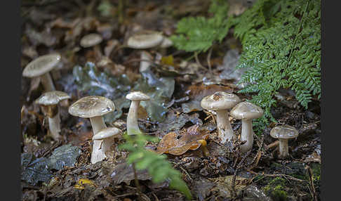 Nebelgrauer Trichterling (Clitocybe nebularis)